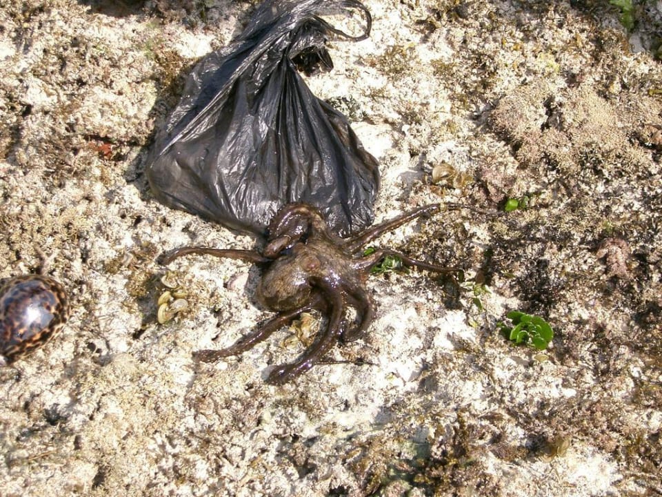 Tintenfisch Kaskazi Beach Resort