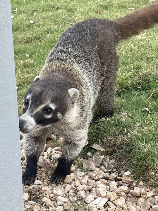 Sonstiges Hotel Riu Tequila