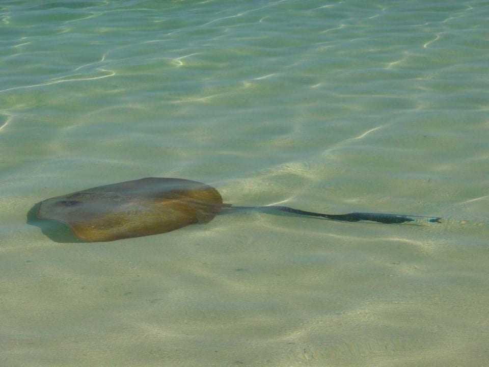 Stachelrochen Heron Island Resort
