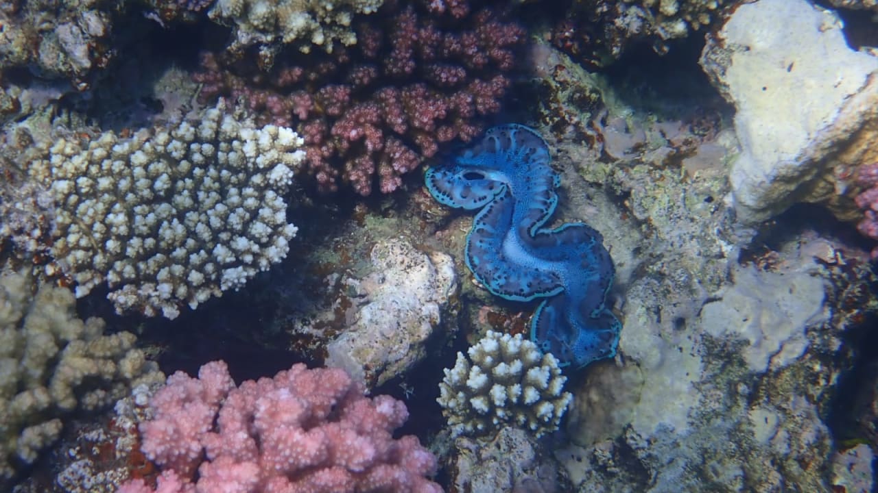 Sport & Freizeit Tropitel Sahl Hasheesh