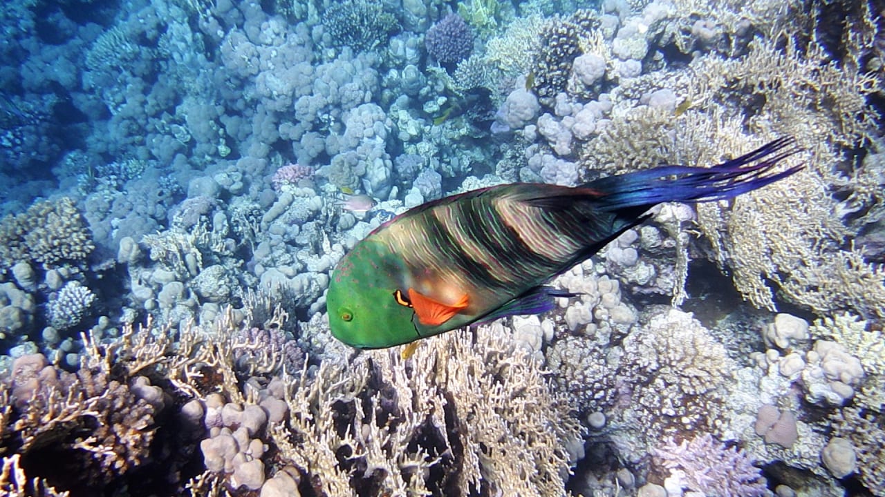 Strand Grand Waterworld Makadi