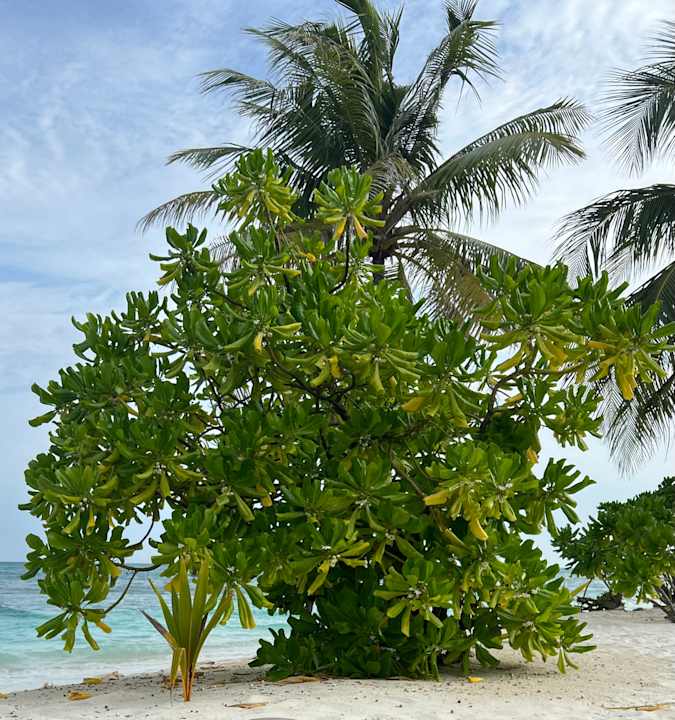 Strand Kuredu Island Resort & Spa