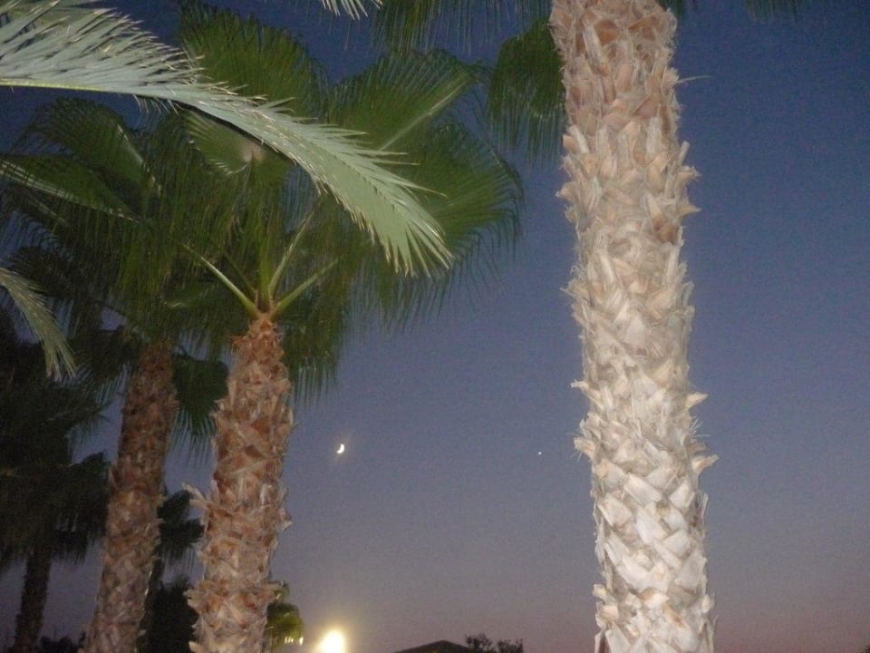 Abendaussicht am Pool Trendy Palm Beach (Adults Only, 16+)