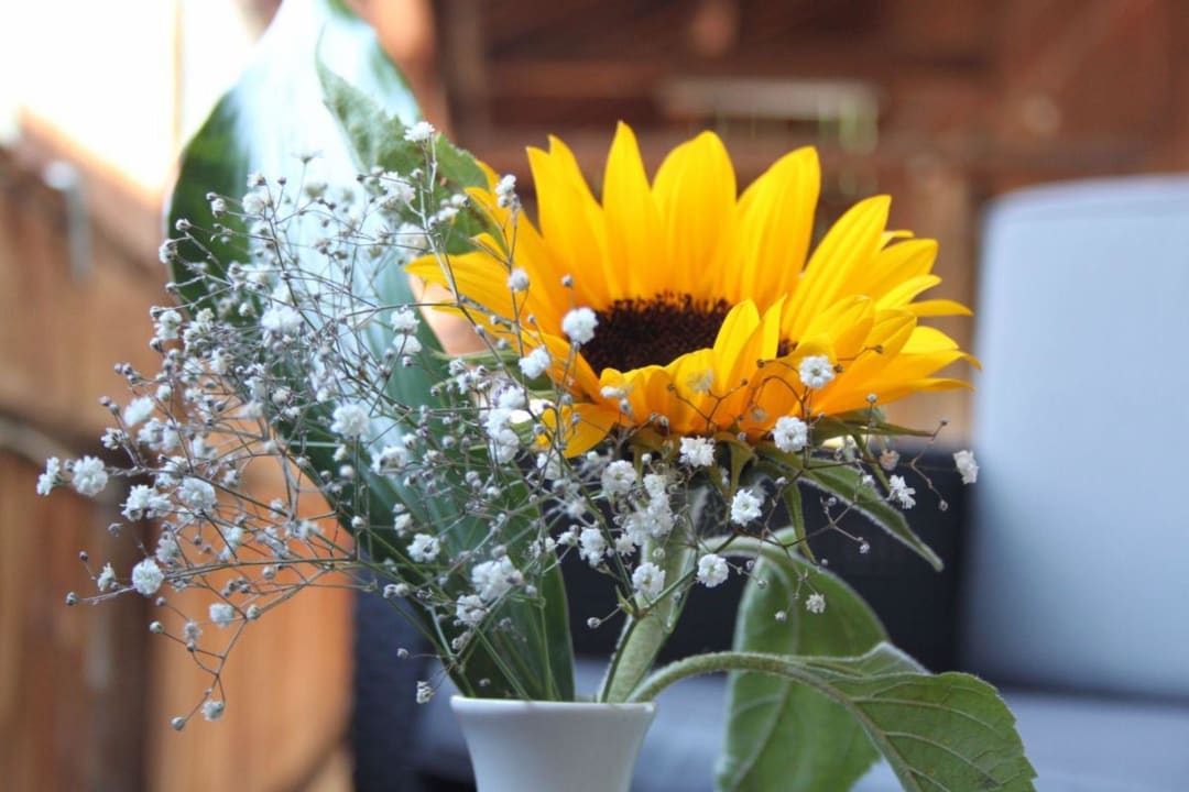 Sonnenblume Landgasthof Sommerfeld