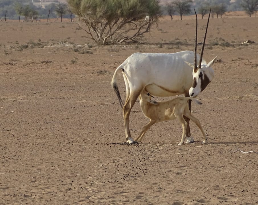 Sport & Freizeit Al Maha, A Luxury Collection Desert Resort & Spa