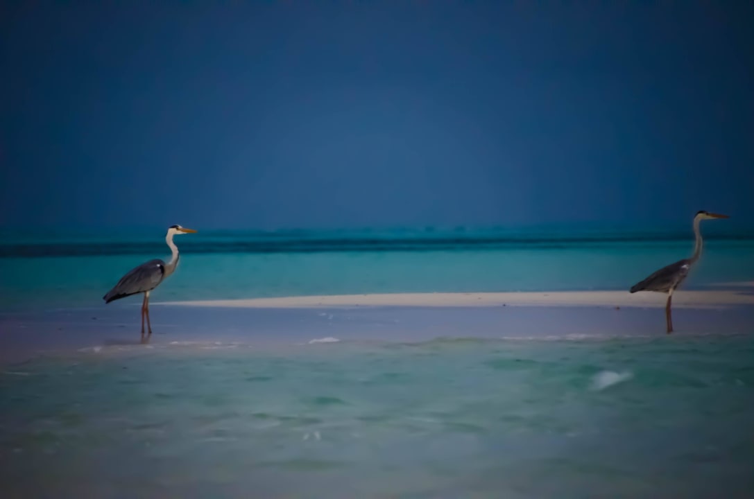 Morgens um 8 Uhr. Fischeier sind am Frühstücken Kuredu Island Resort & Spa