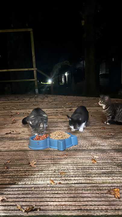 Gartenanlage 2 -3 persoons chalet in bosrijk park Kempenbos-Duc de Brabant