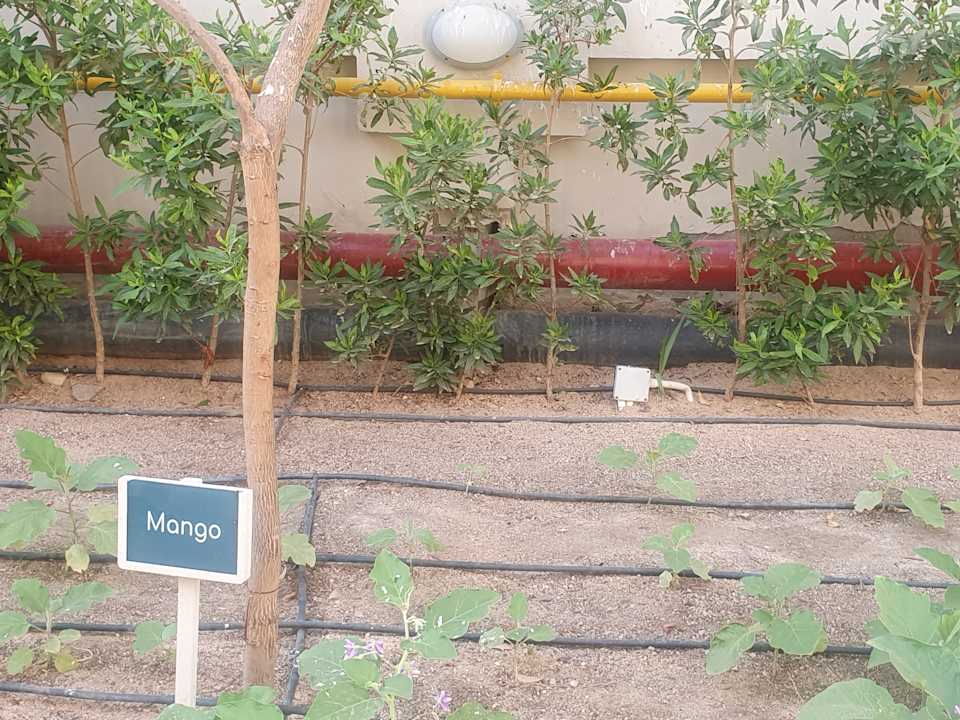 Gartenanlage JAZ Elite Casa del Mar Beach