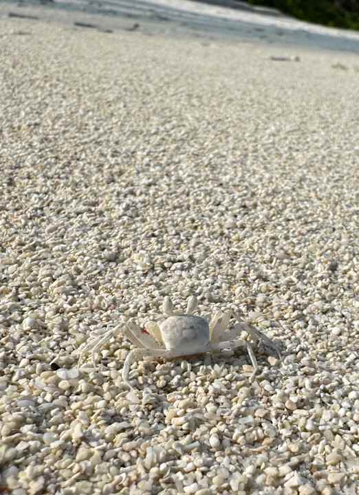 Strand Jawakara Islands Maldives