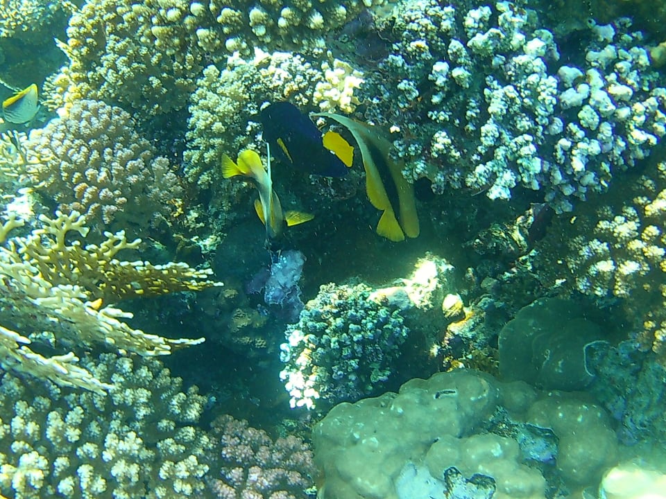 Sport & Freizeit Serenity Alpha Beach