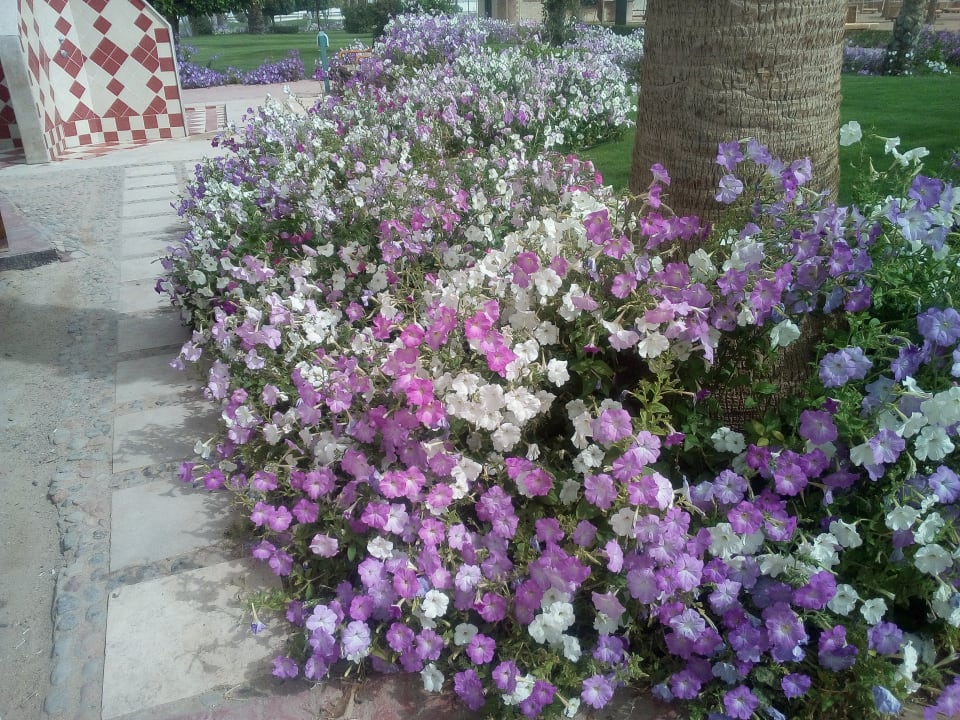 Sonstiges Desert Rose