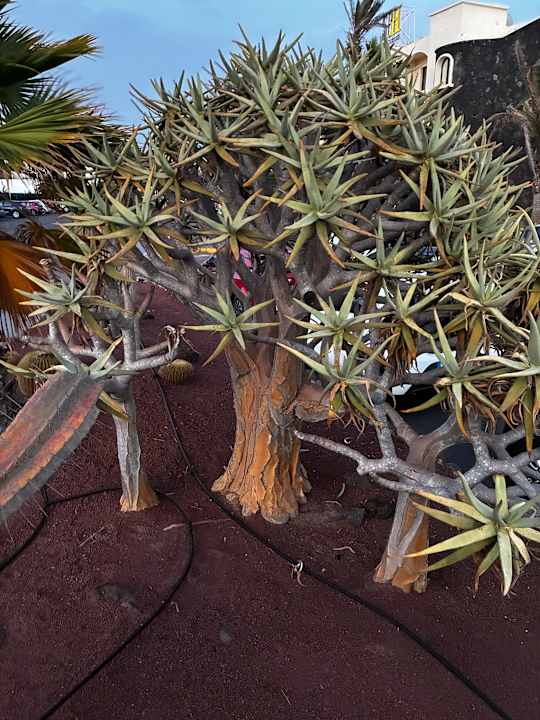 Gartenanlage SBH Hotel Royal Monica