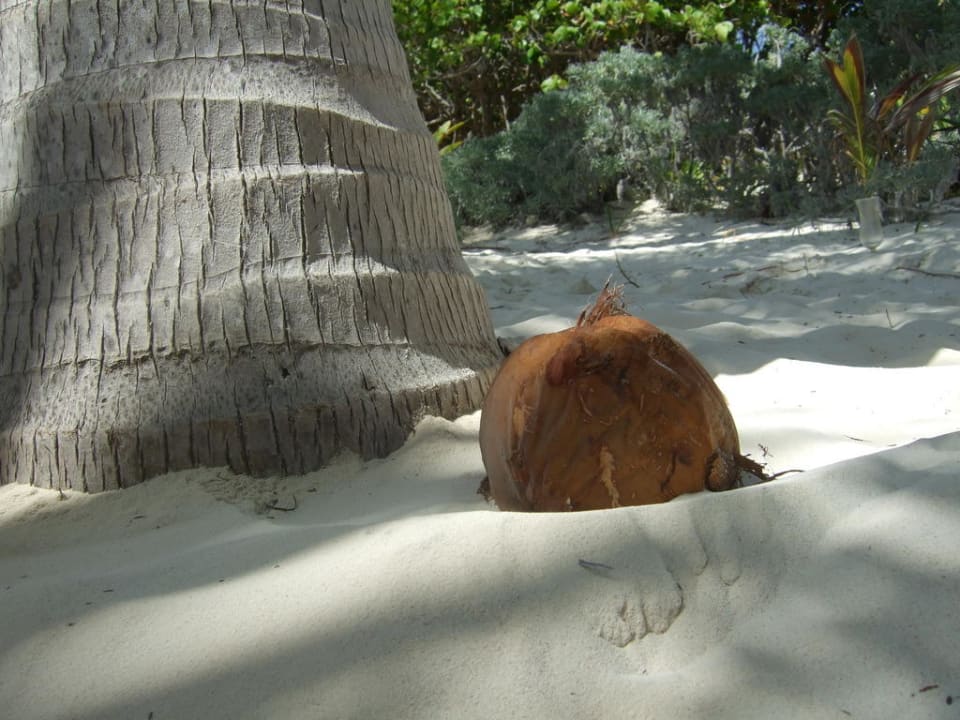 Kokosnuss im Sand Catalonia Playa Maroma
