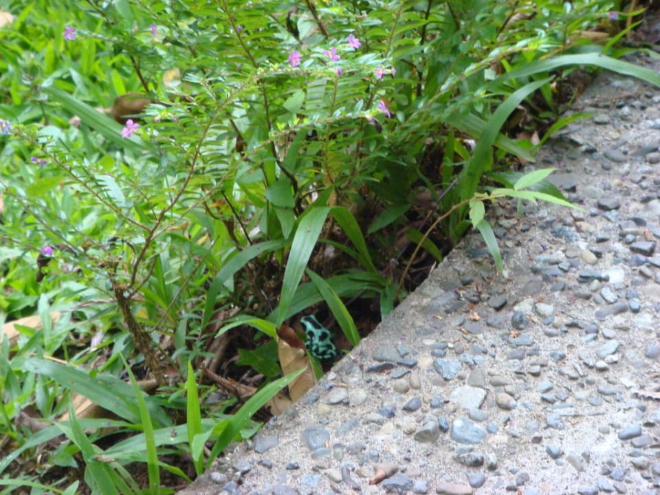 Frosch in der Hotelanlage Cariblue Beach and Jungle Resort