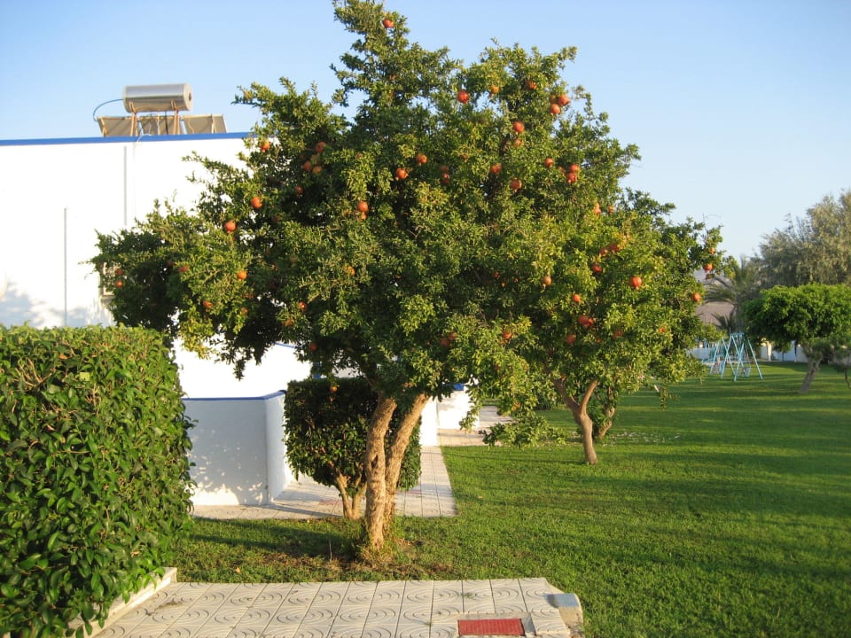 Granatapfel vor dem Zimmer Hotel Tigaki's Star