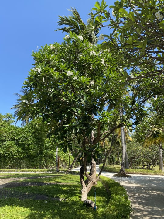 Gartenanlage Adaaran Select Hudhuran Fushi - Premium All Inclusive