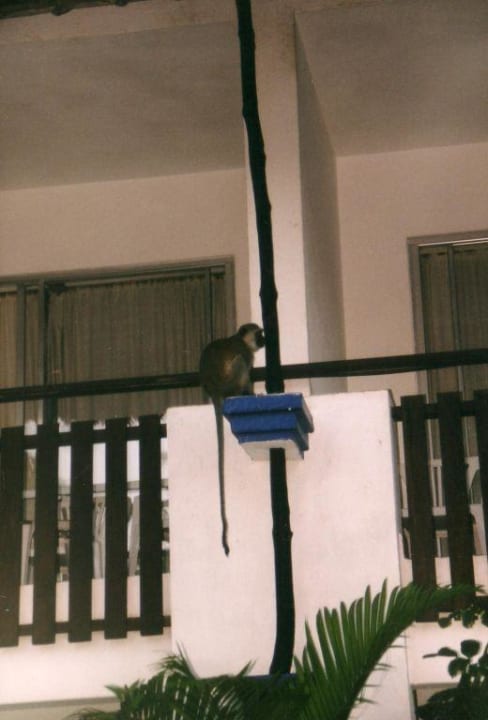 Affen2 Bahari Beach Hotel