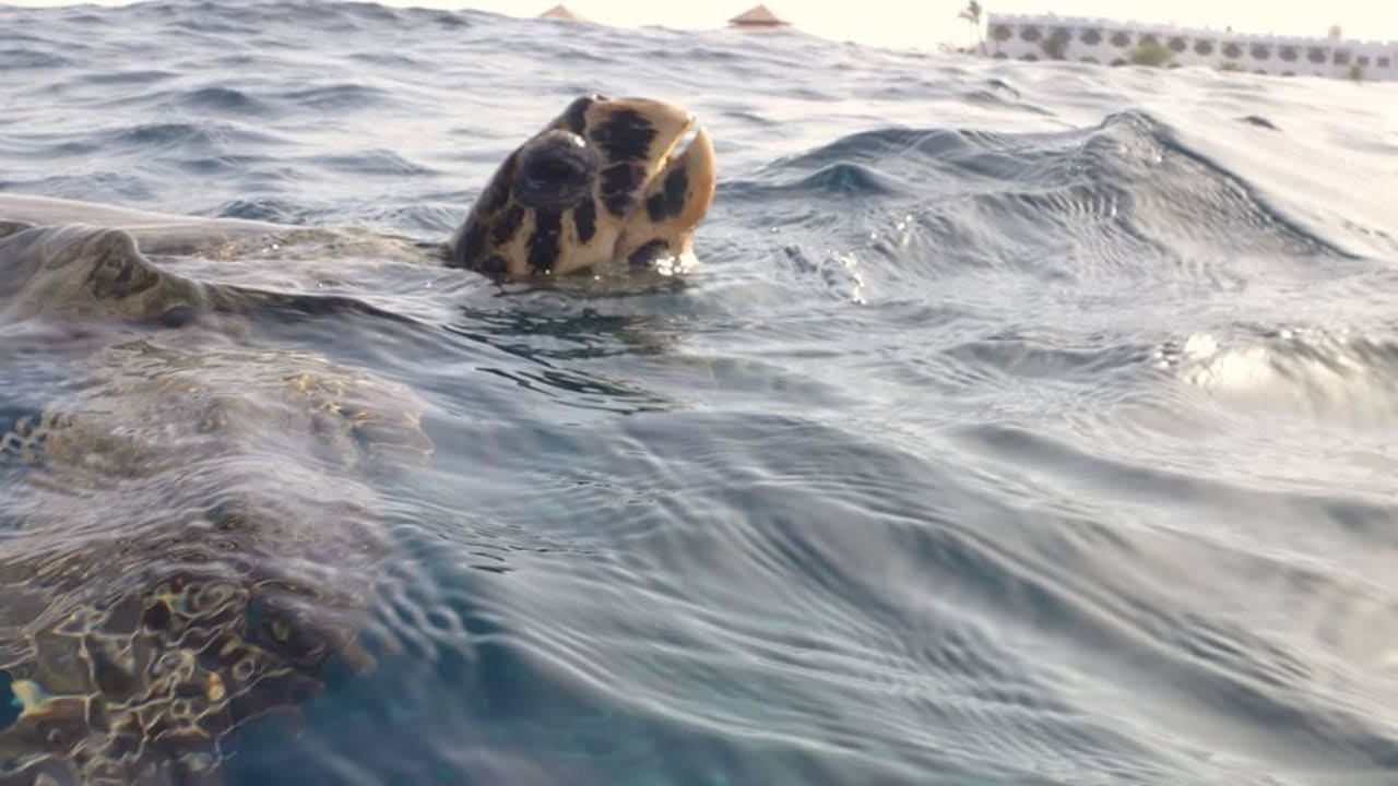 Schildi Three Corners Equinox Beach Resort