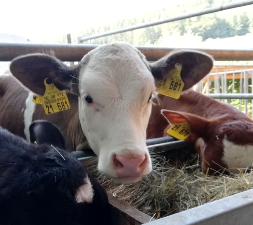 Sonstiges Ferienwohnungen Grub-Daniel-Hof