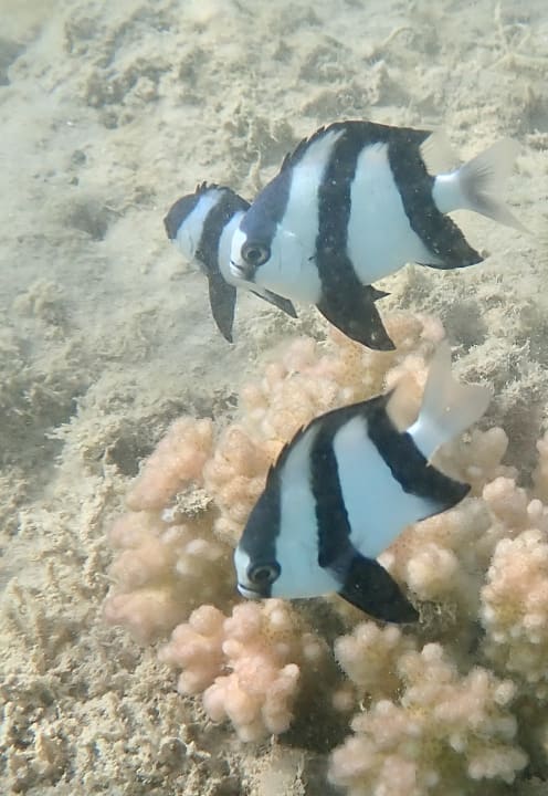 Strand Steigenberger Coraya Beach - Adults only