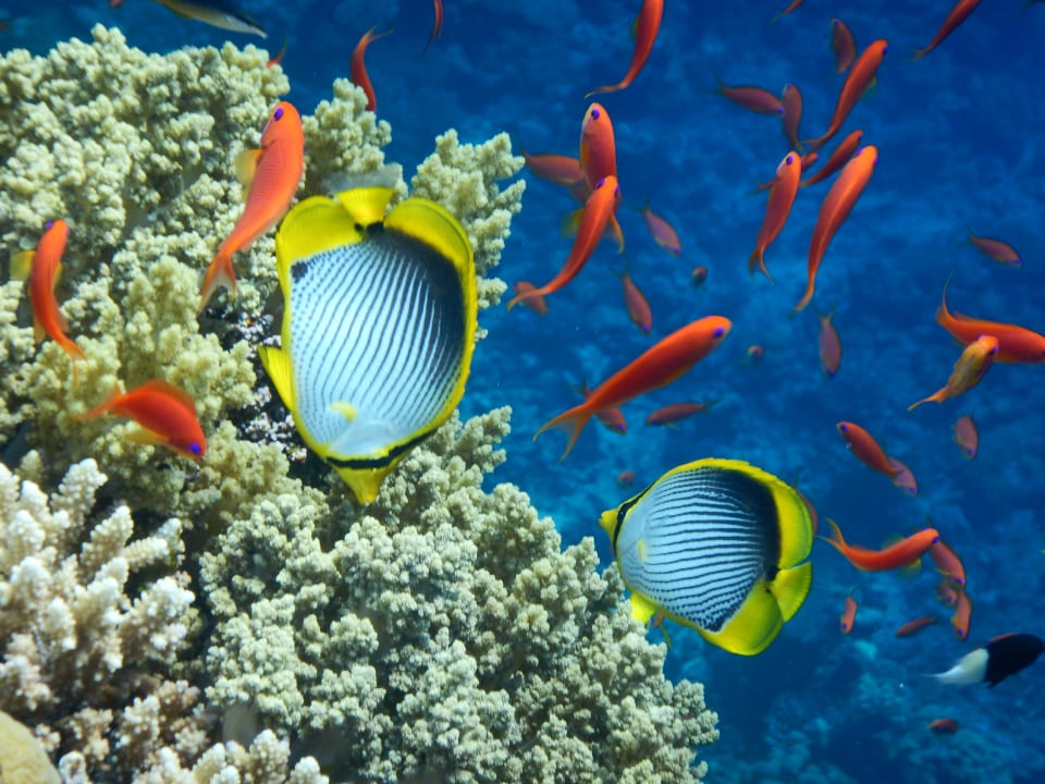 Sport & Freizeit Steigenberger Coraya Beach - Adults only