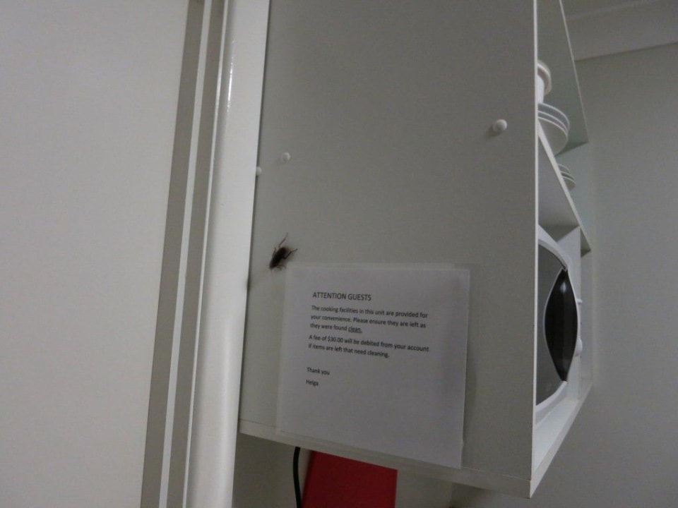 Ungebetener Besucher Motel Tweed River