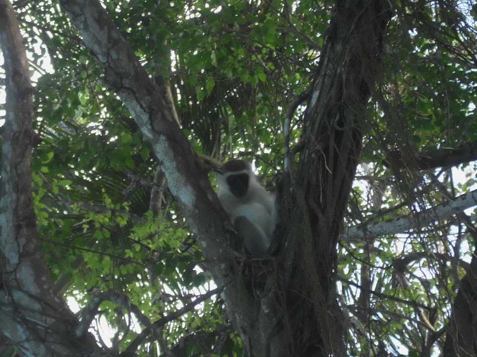 Et encore des singes Hotel Papillon Lagoon Reef