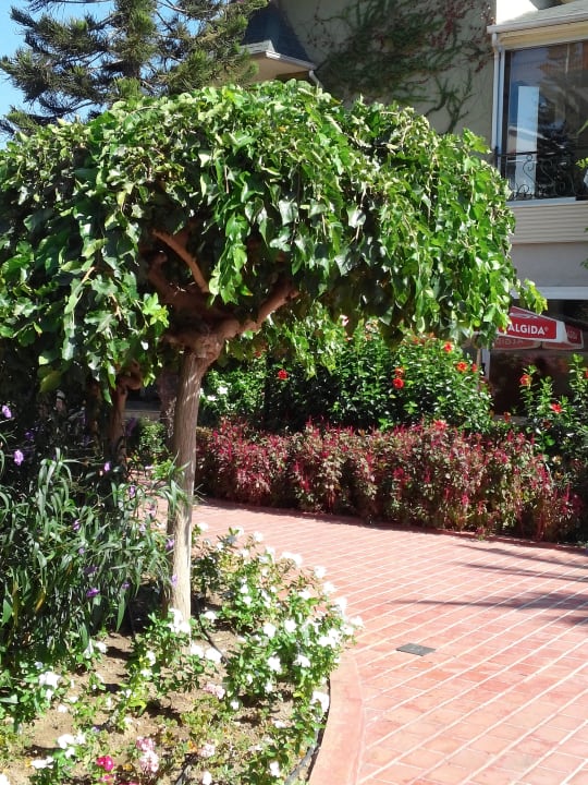 Gartenanlage Hotel Gardenia Beach