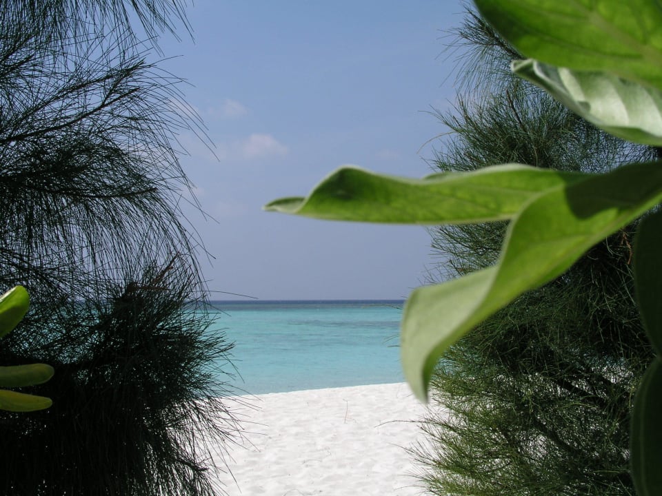 Blick zum Strand Summer Island Maldives