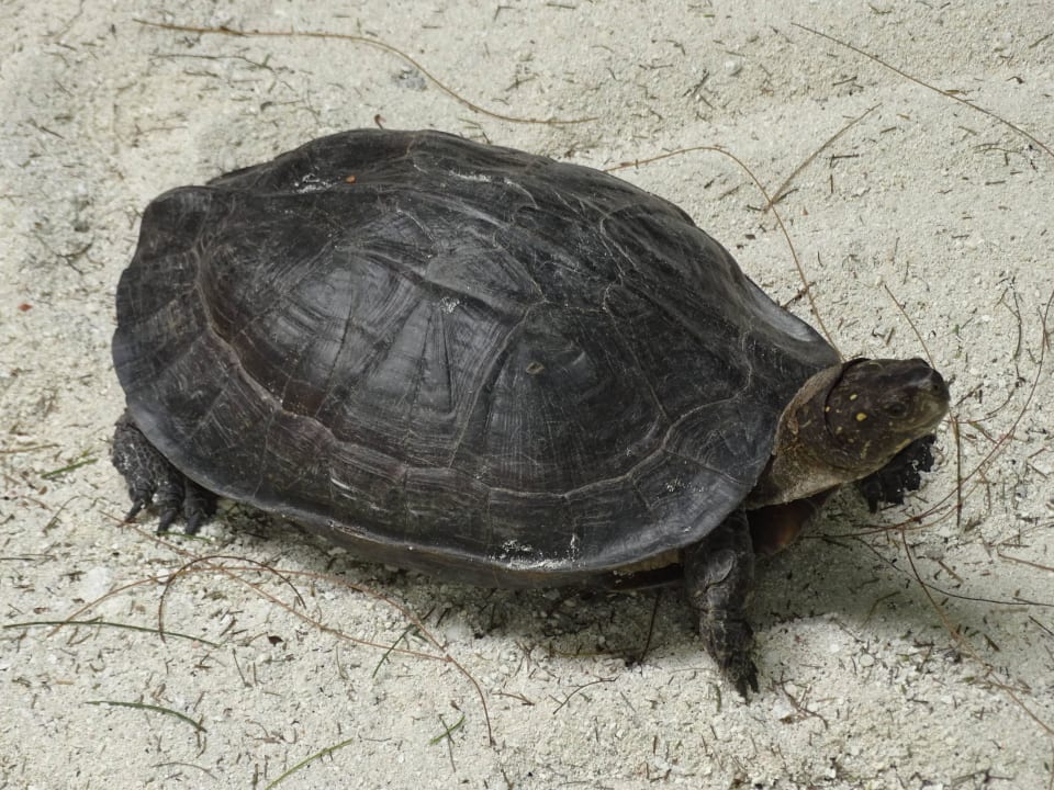 Landschildkröte Summer Island Maldives