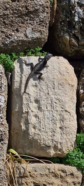 Sonstiges Can Garden Beach