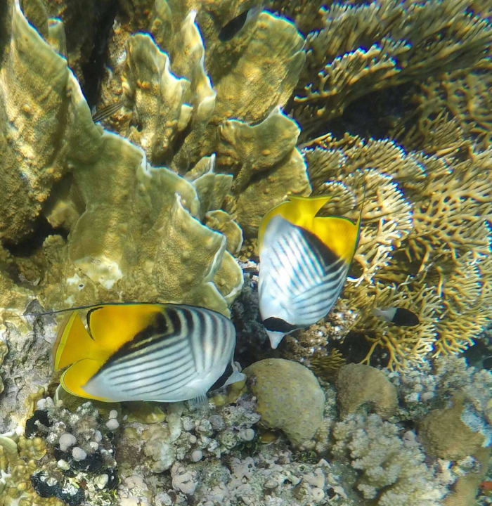 In hü Old Palace Resort Sahl Hasheesh