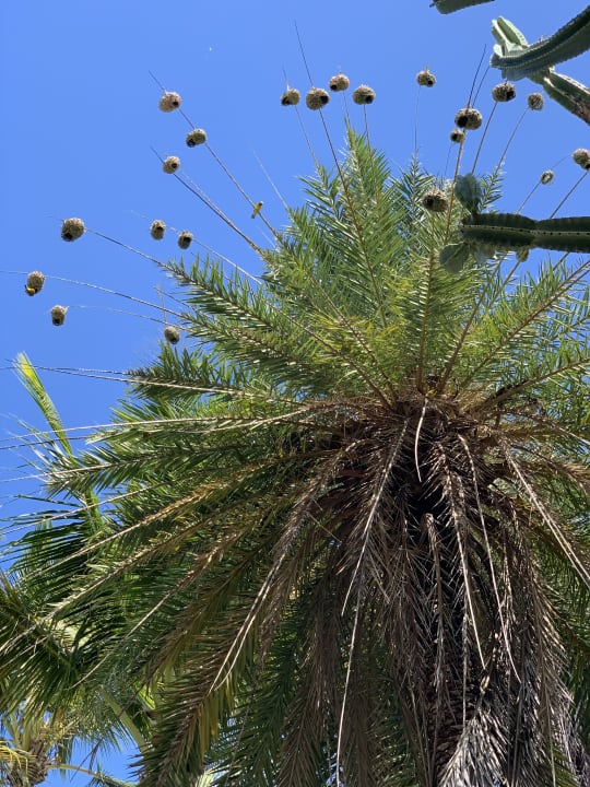 Sonstiges Lagoon Attitude - Adults only