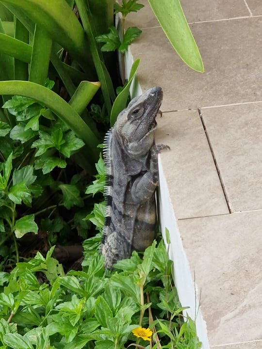 Gartenanlage Bahia Principe Grand Tulum