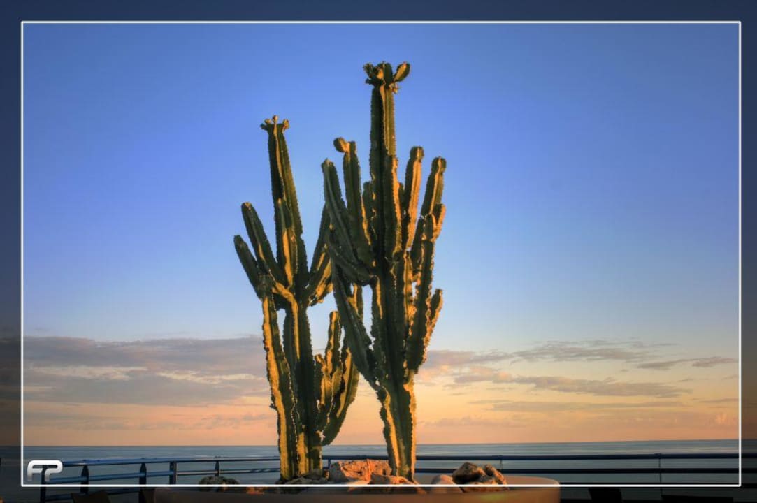 Kakteen auf der Dachterrasse Bibione Palace