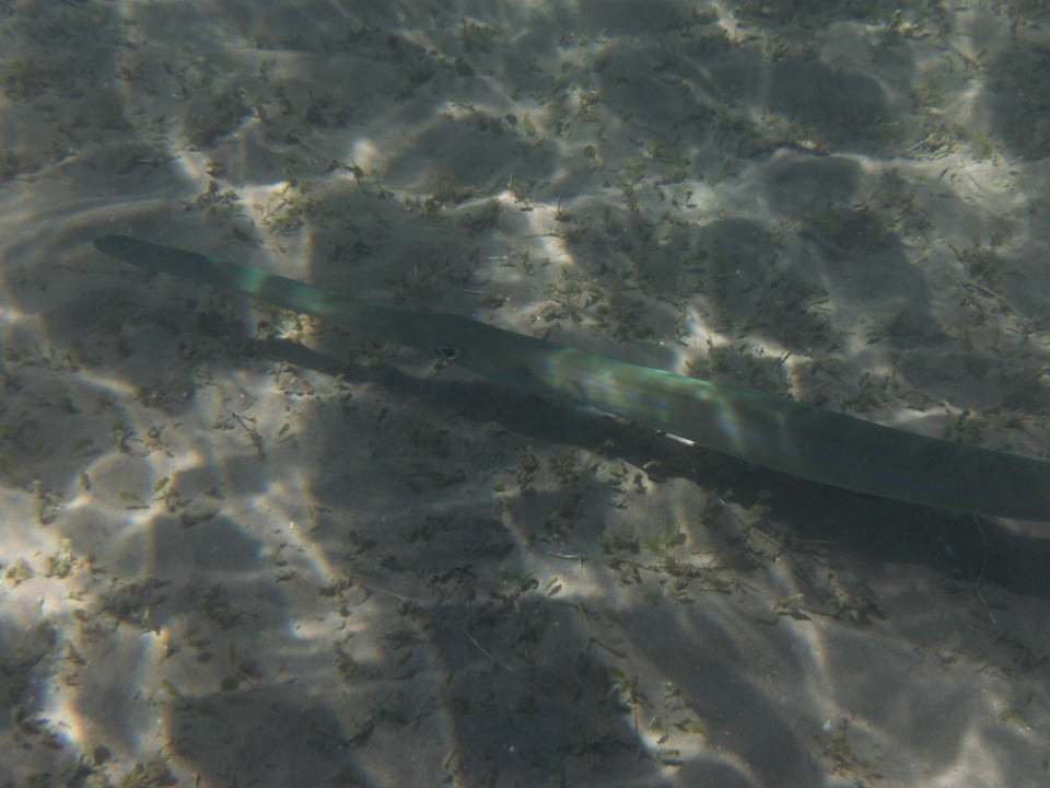 Seehecht  Pickalbatros Alf Leila Wa Leila Resort - Neverland Hurghada