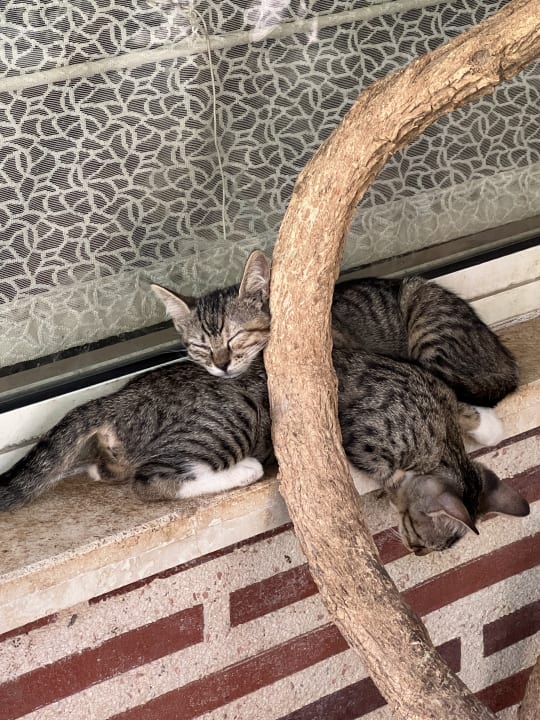 Sonstiges Papillon Ayscha