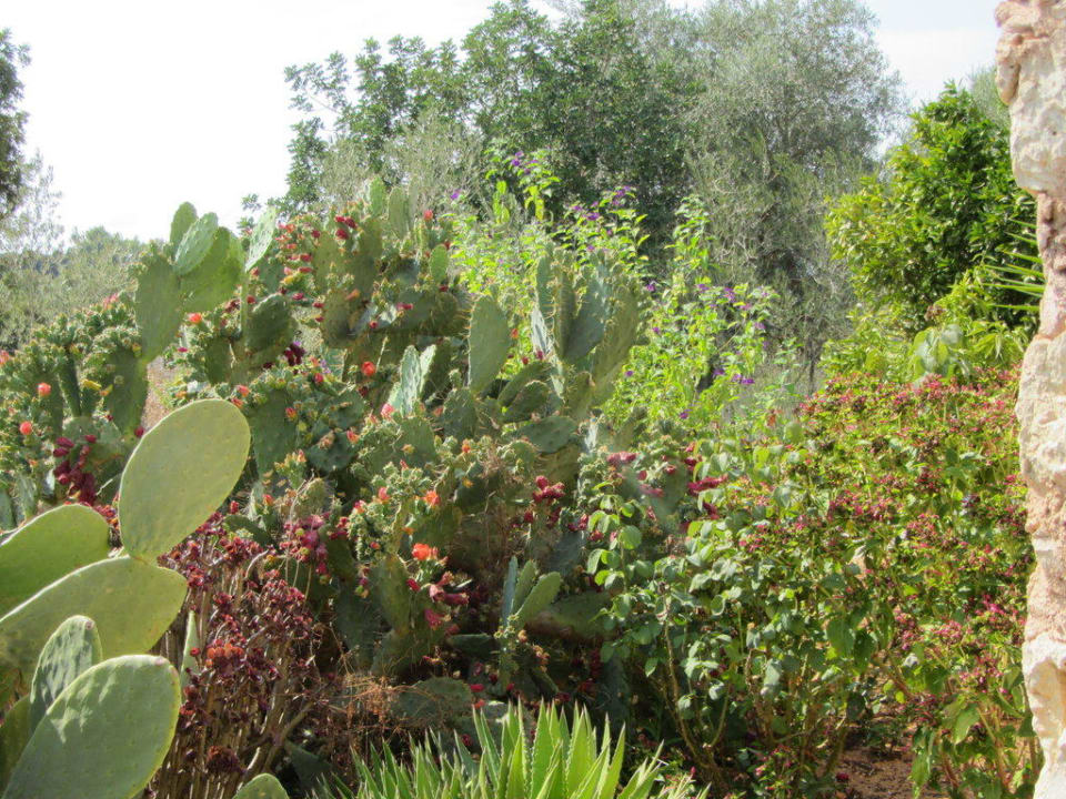 Garten Finca Can Pina