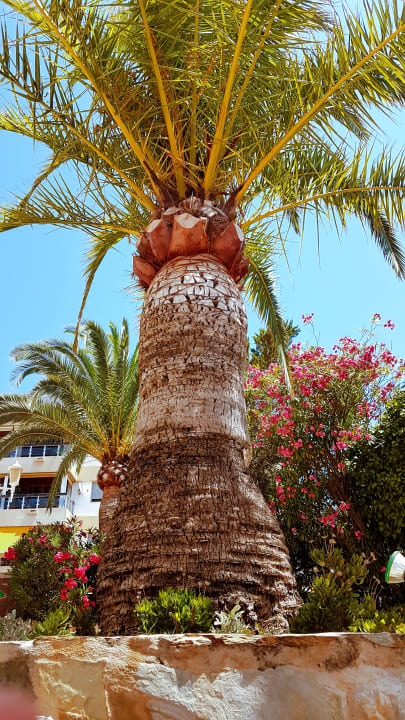 Pool THB Dos Playas - Adults only