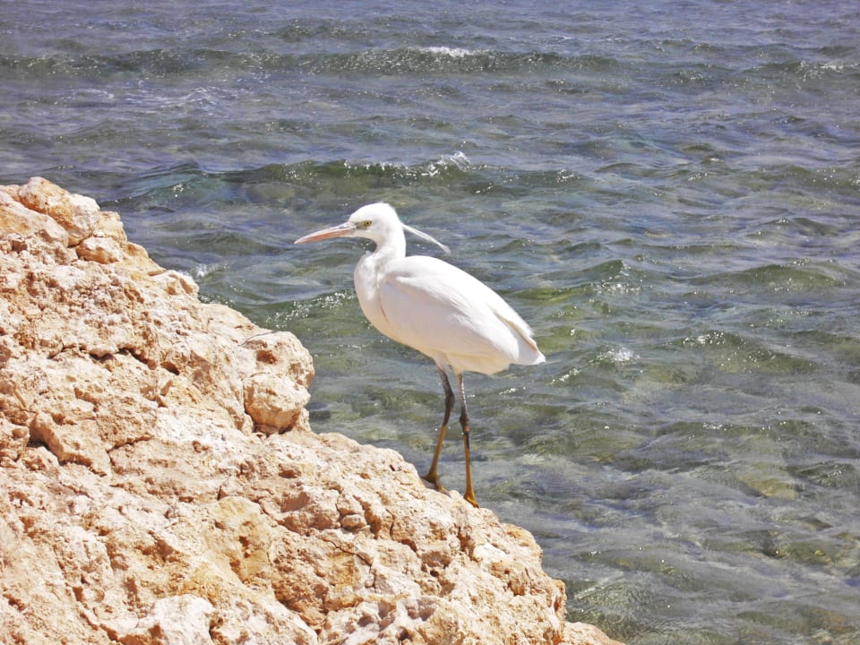 Ciekawski ptak Three Corners Sea Beach Resort