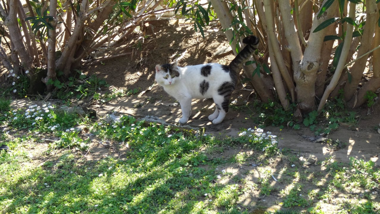 Katze Sunis Kumköy Beach Resort Hotel & Spa