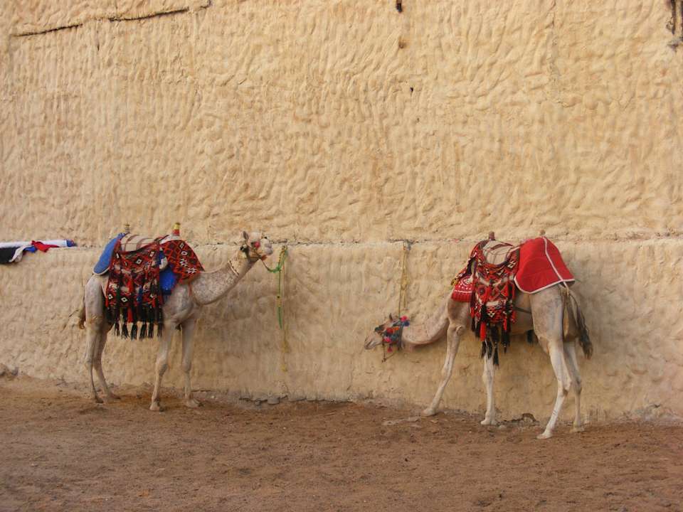 Wielbłądy hotelowe Pickalbatros Alf Leila Wa Leila Resort - Neverland Hurghada