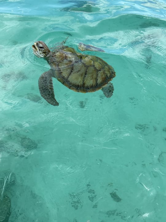 Sport & Freizeit Le Meridien Ile Maurice