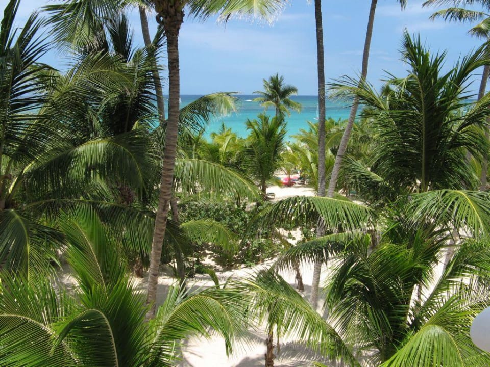 schattenspendende Kokospalmen Hotel Riu Palace Punta Cana