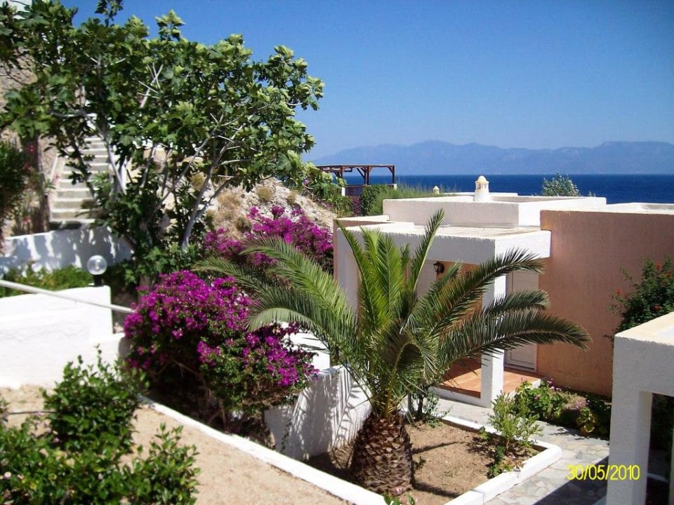 Schöne Pflanzen Dimitra Beach Hotel & Suites