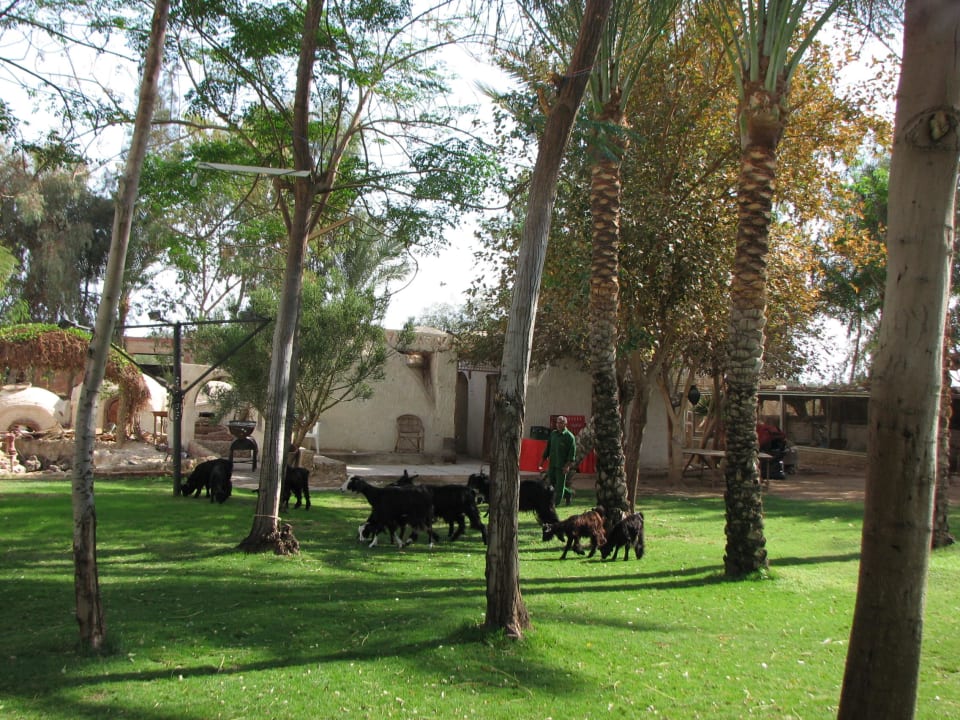 Wypas kóz Hotel Amar Sina