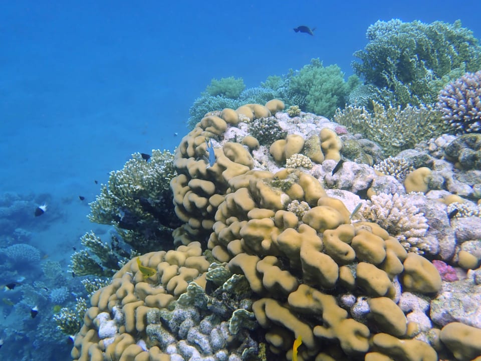 Strand Shams Alam Beach Resort