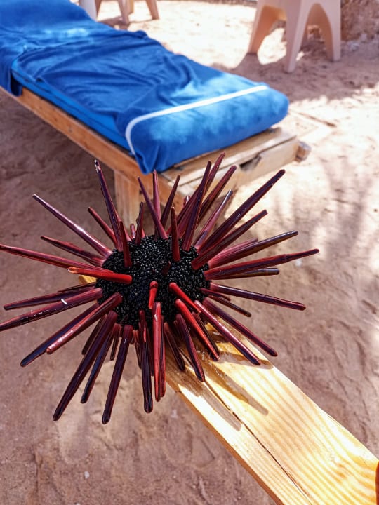 Sonstiges Pickalbatros Citadel Resort