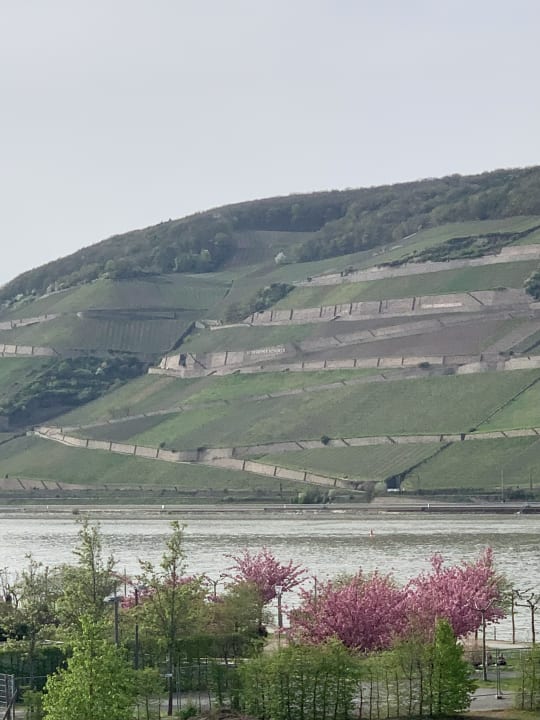 Ausblick PAPA RHEIN - Hotel & Spa