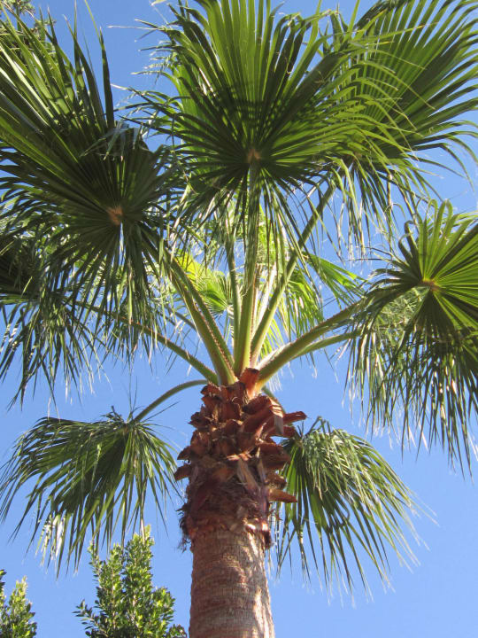 Palmen Aydinbey Kings Palace & Spa